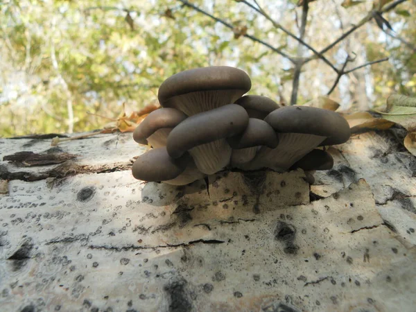 Champignons Poussant Sur Les Arbres Dans Leur Habitat Naturel — Photo