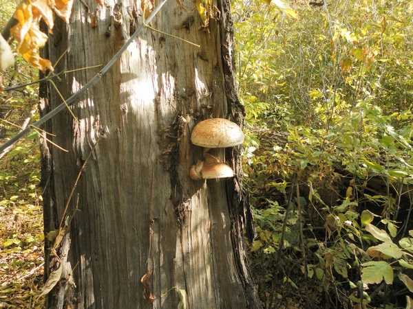 自然の生息地の切り株に生えている真菌は — ストック写真