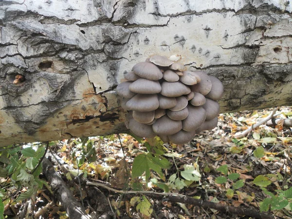 在自然栖息地的树上生长的真菌 — 图库照片
