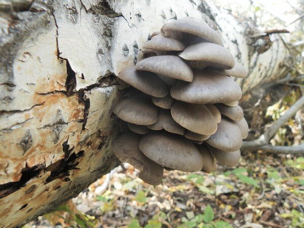 fungi growing on trees in their natural habitat