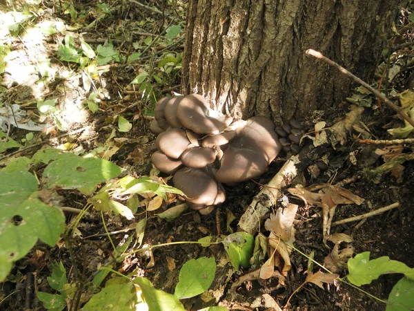 Fungos Que Crescem Árvores Seu Habitat Natural — Fotografia de Stock