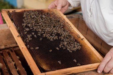 Tatlım çerçeve arı kovanı, teftiş ve bir petek arı tam tutan arıcı.