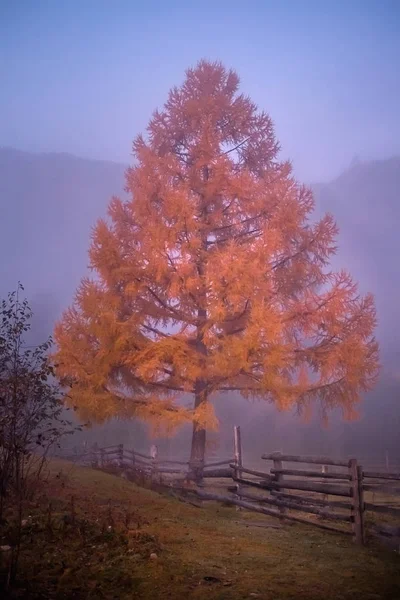 Autumn mountain landscape and stand alone yellow tree in the foggy forest