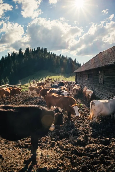 Eco cattle farming in mountain village in Ukraine