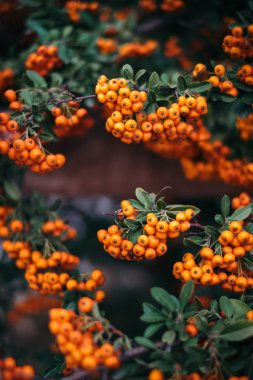 Güzel yeşil bush ile olgun Deniz topalak