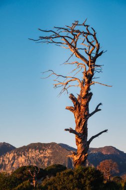 Ölü ağaç Çıralı plaj ve kıyı şeridi çöl manzara içinde Türkiye'ye seyahat