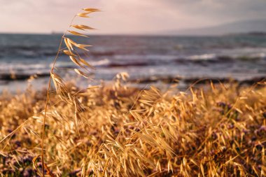 Arka planda deniz ile altın günbatımında çim sallayarak