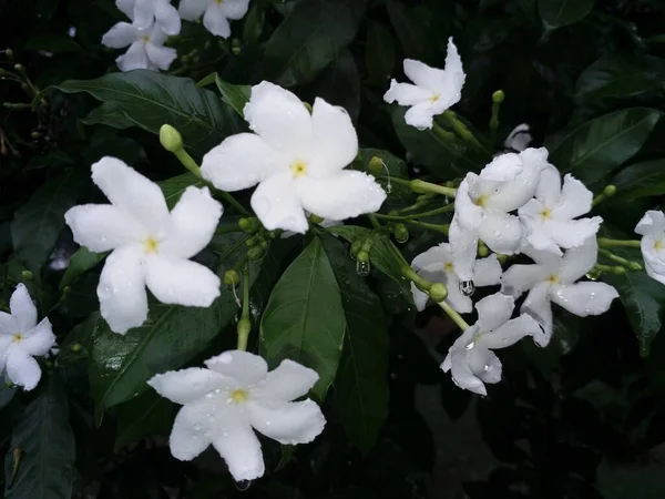 Imagem Bonita Flores Pequenas Brancas Florescer Com Gotas Orvalho — Fotografia de Stock