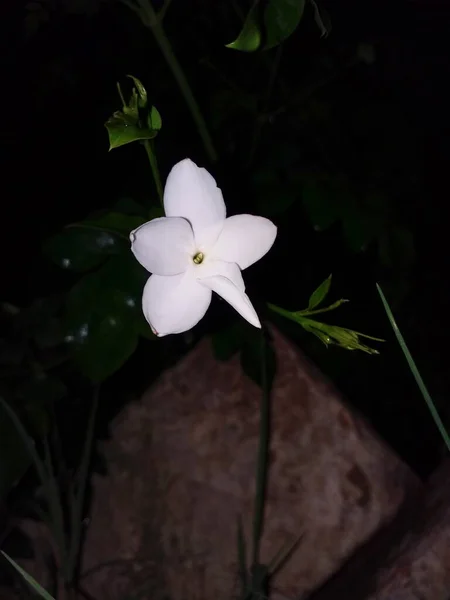 Flor Branca Pequena Flor Jardim — Fotografia de Stock