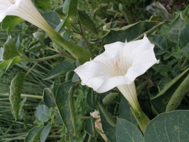 Bahçedeki çiğ taneli güzel beyaz çiçek