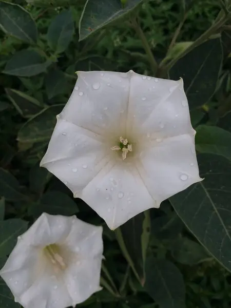 Bela Flor Branca Florescer Jardim Com Gotas Orvalho — Fotografia de Stock