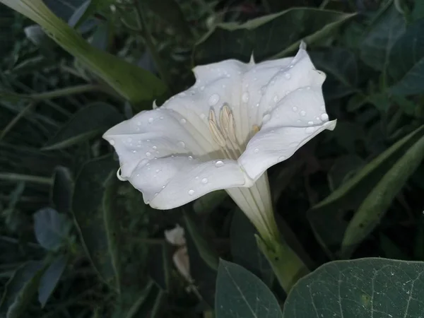 白花与露珠的特写图像 — 图库照片