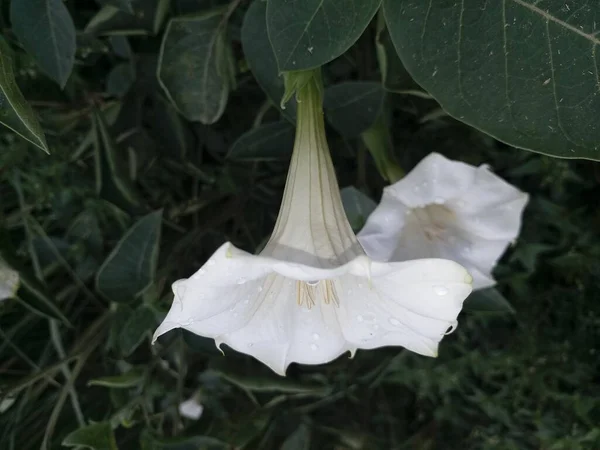 露珠花园的白花形象 — 图库照片