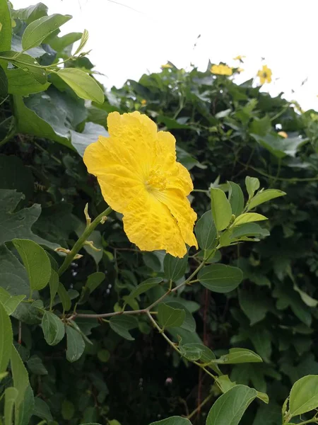 花园里黄花盛开的美丽形象 — 图库照片