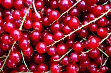 Meyve pazarında kırmızı frenk üzümü arka planda