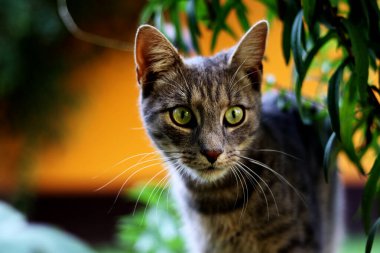 Meraklı Tekir Kedi bir nesneye bakıyor - seçici odaklanma