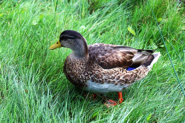 Female Mallard Duck High Green Grass — Stock Photo, Image