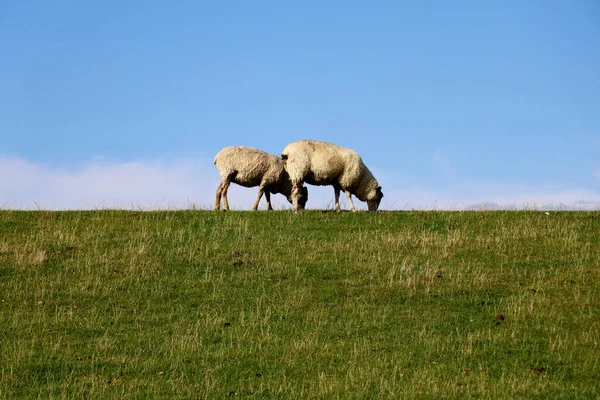 Duas Ovelhas Pastando Pastos Verdes Com Fundo Céu — Fotografia de Stock