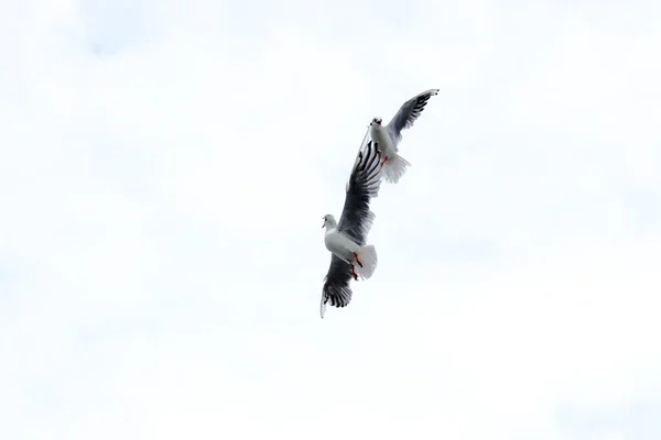 Dramatic Seagull Fight White Sky — Stock Photo, Image