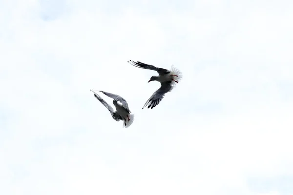 Dramatic Seagull Fighting White Sky — Stock Photo, Image