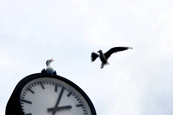 Seagull Sitting Street Clock Another One Coming Cloudy Weather — Stock Photo, Image