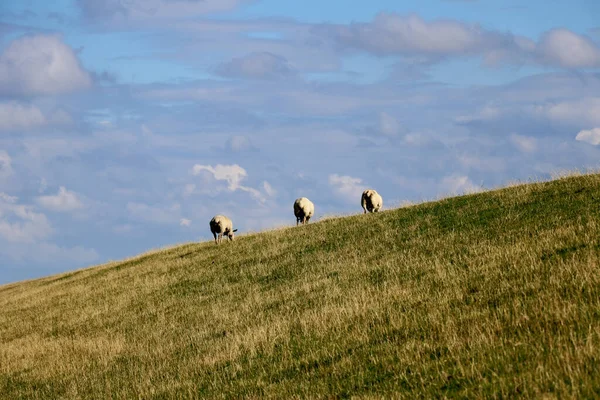 Visão Traseira Três Ovelhas Uma Colina Com Nuvens Fundo — Fotografia de Stock
