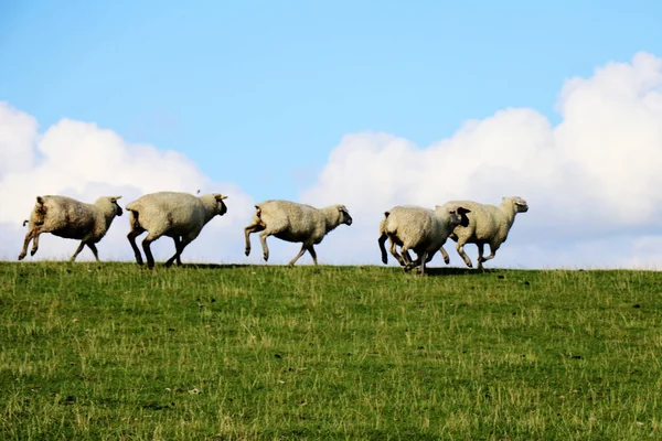 Овцы Бегут Зеленом Травяном Холме Фоне Облаков — стоковое фото