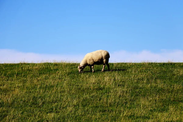 Dorosłe Owce Pasące Się Zielonych Pastwiskach Tłem Nieba — Zdjęcie stockowe