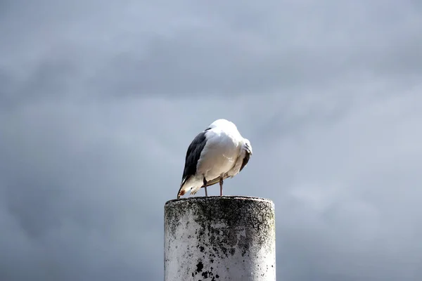 Portrait Seagull Standing Metal Pole Cleaning Its Feathers Close — Stock Photo, Image