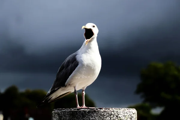 Portrait Seagull Open Beak Blurred Background — Stock Photo, Image