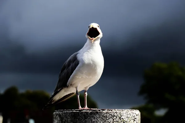 Porträt Einer Möwe Mit Offenem Schnabel Verschwommener Hintergrund — Stockfoto