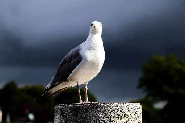 Seagull Standing Metal Pole Looking Camera Close — Stock Photo, Image