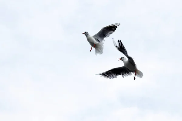 Dramatic Seagull Fighting Sky Cloudy Weather — Stock Photo, Image