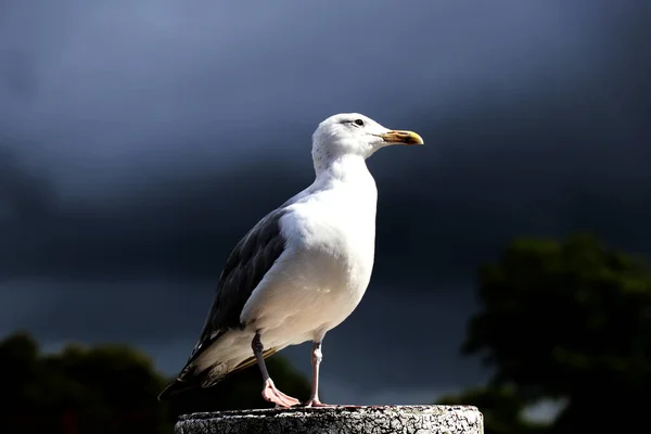 Möwe Steht Auf Einer Metallstange Mit Verschwommenem Hintergrund Nahaufnahme — Stockfoto