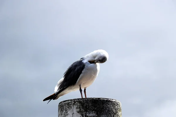 Portrait Seagull Standing Metal Post Cleaning Its Feathers Close — Stock Photo, Image