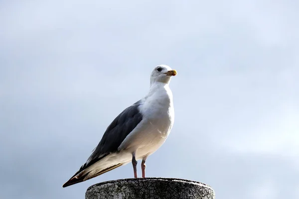 Portrait Seagull Standing Metal Post Close — Stock Photo, Image