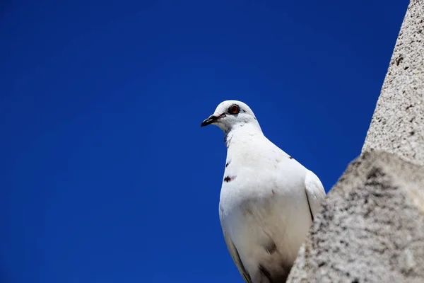 Weiße Taube Aus Nächster Nähe — Stockfoto