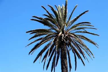 Açık mavi gökyüzü olan palmiye ağacı