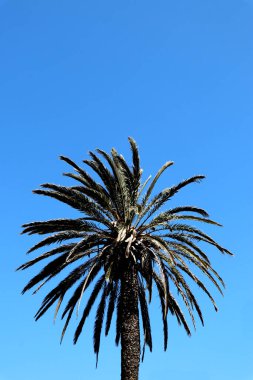 Açık mavi gökyüzü olan palmiye ağacı