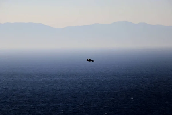 Чайка Літає Над Морем — стокове фото