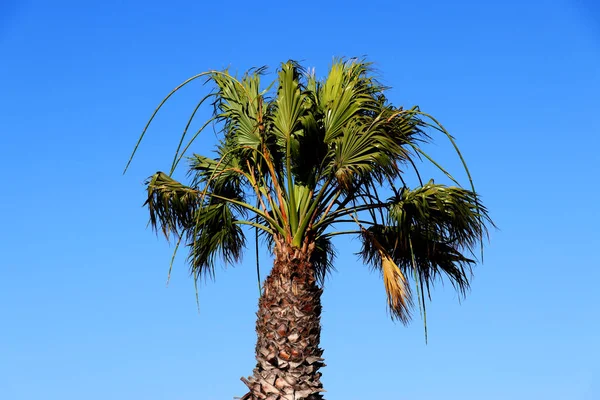 Palm Tree Ясным Синим Небом — стоковое фото
