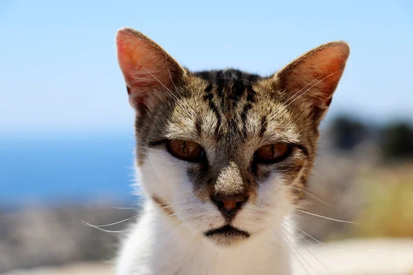 Head Tabby Cat Looking Camera — Stock Photo, Image