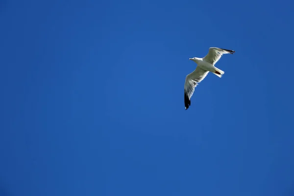 Möwe Fliegt Strahlend Blauen Himmel — Stockfoto