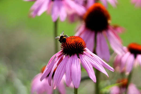 Bumblebee Flor Echinacea — Fotografia de Stock