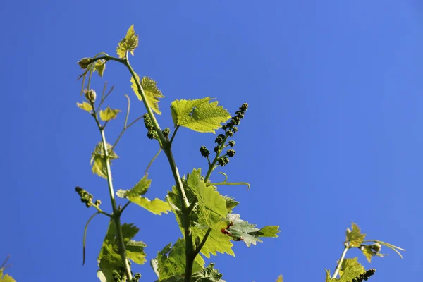 Cultivo Uvas Ecológicas Vid Joven — Foto de Stock