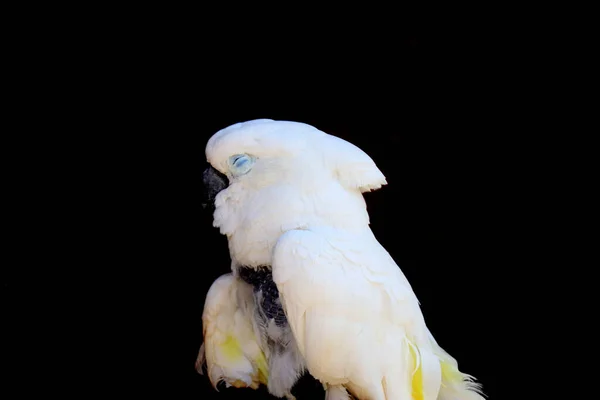 Fehér Papagáj Egy Fekete Háttér Stock Kép