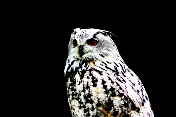 Eurasian Eagle Owl Black Background Strigidae Strigiformes — Stock Photo, Image