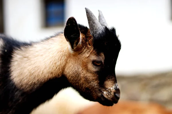 Cabra Pequena Bonito Close — Fotografia de Stock