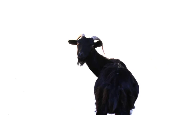 Zabawna Koza Patrząca Kamerę Białe Tło — Zdjęcie stockowe