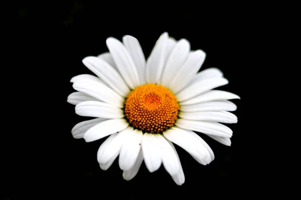 White Daisy Flower Black Background Close — Stock Photo, Image